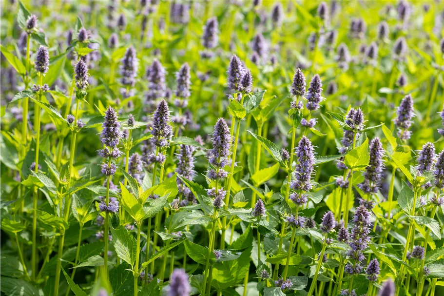 Agastache rugosa 'Blue Fortune'