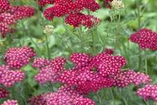 Achillea millefolium 'Red Velvet'