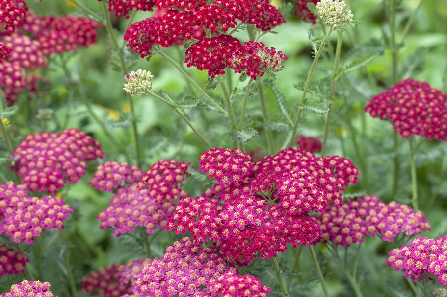 Achillea millefolium 'Red Velvet'