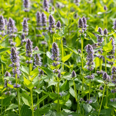 Agastache rugosa 'Blue Fortune'