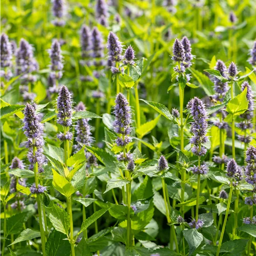 Agastache rugosa 'Blue Fortune'