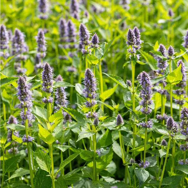 Agastache rugosa 'Blue Fortune'