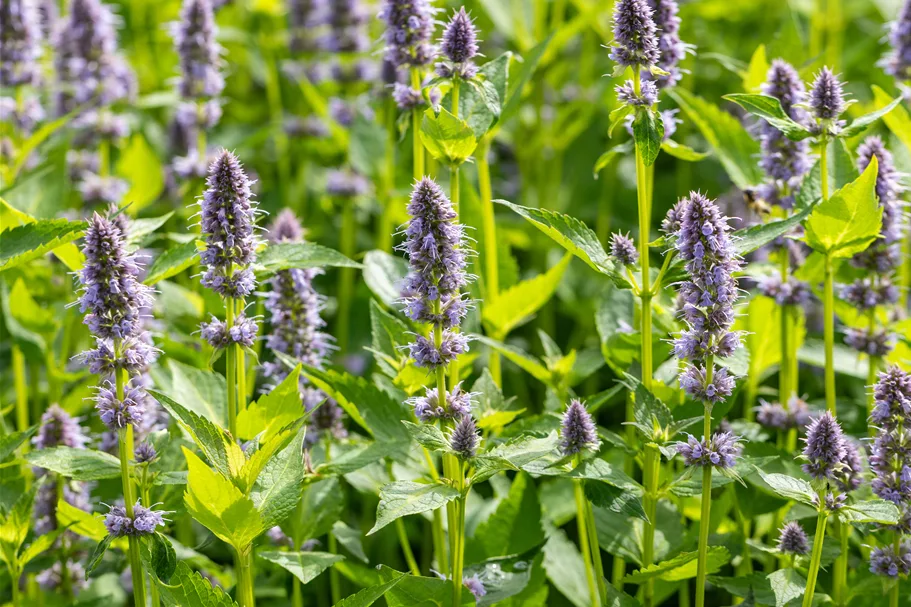 Agastache rugosa 'Blue Fortune'