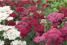 Achillea millefolium 'Red Velvet'