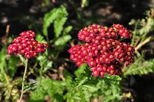 Achillea millefolium 'Red Velvet'