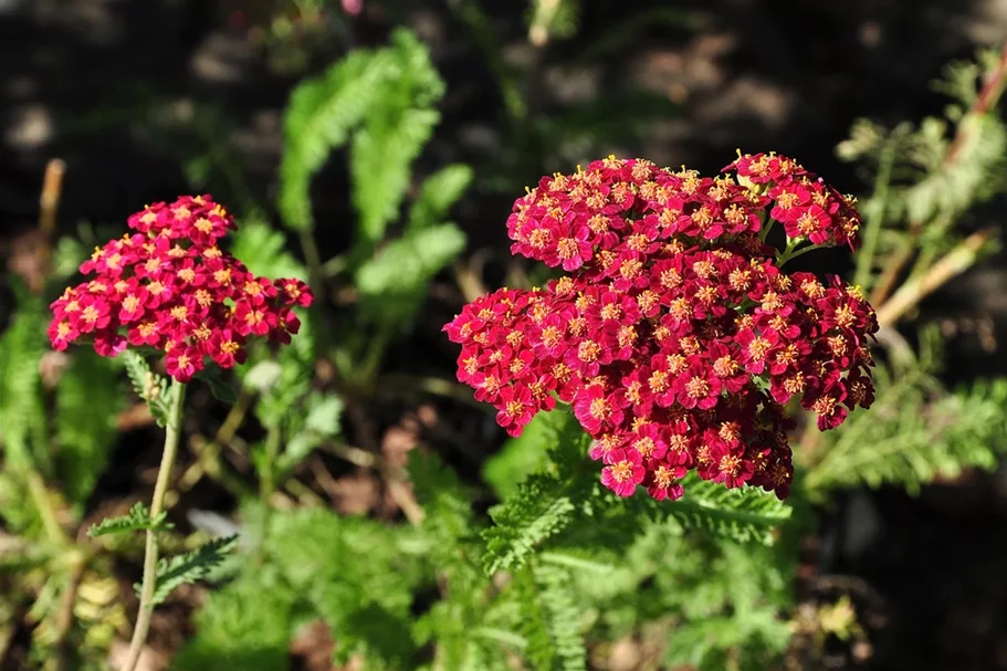 Achillea millefolium 'Red Velvet'