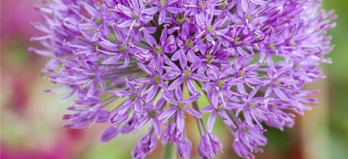 Allium 'Purple Rain'