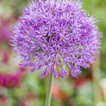 Allium 'Purple Rain'