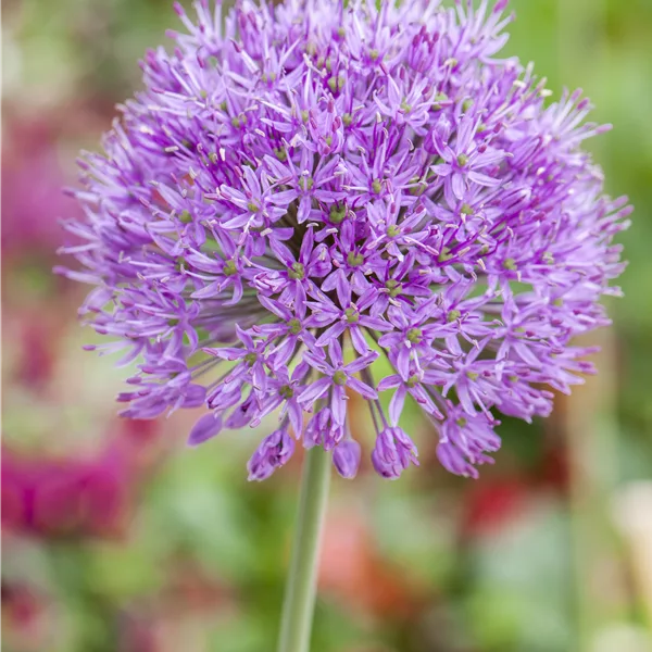 Allium 'Purple Rain'