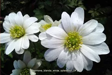 Anemone blanda 'White Splendour'