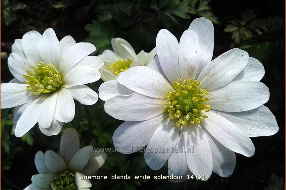 Anemone blanda 'White Splendour'