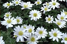 Anemone blanda 'White Splendour'