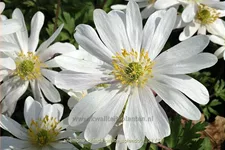 Anemone blanda 'White Splendour'