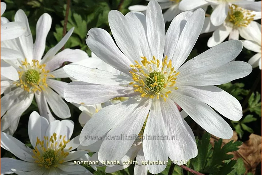 Anemone blanda 'White Splendour'