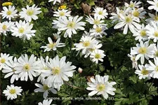 Anemone blanda 'White Splendour'
