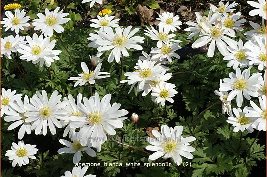 Anemone blanda 'White Splendour'