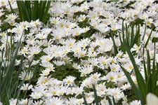 Anemone blanda 'White Splendour'