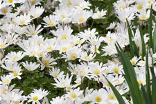 Anemone blanda 'White Splendour'