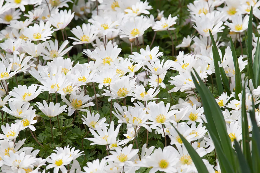 Anemone blanda 'White Splendour'