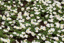 Anemone blanda 'White Splendour'
