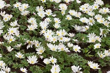 Anemone blanda 'White Splendour'