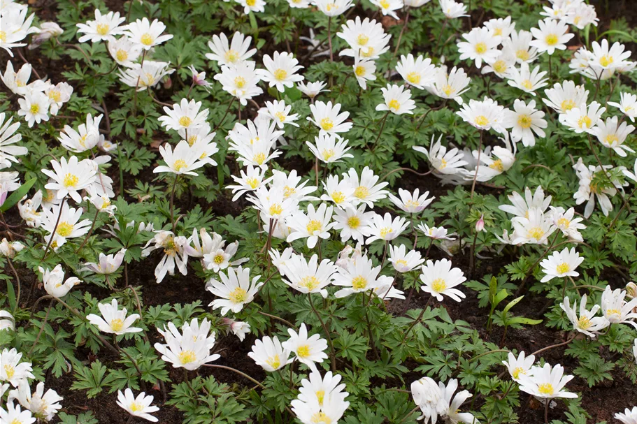 Anemone blanda 'White Splendour'