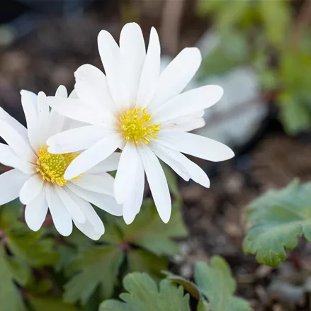 Anemone blanda 'White Splendour'
