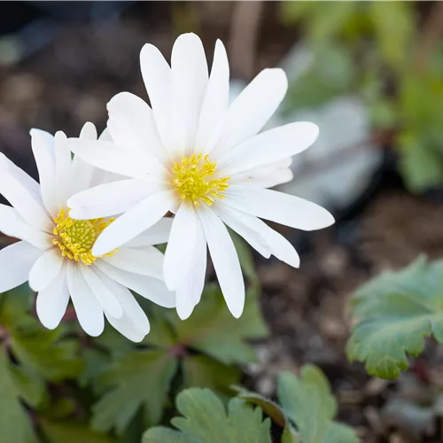 Anemone blanda 'White Splendour'