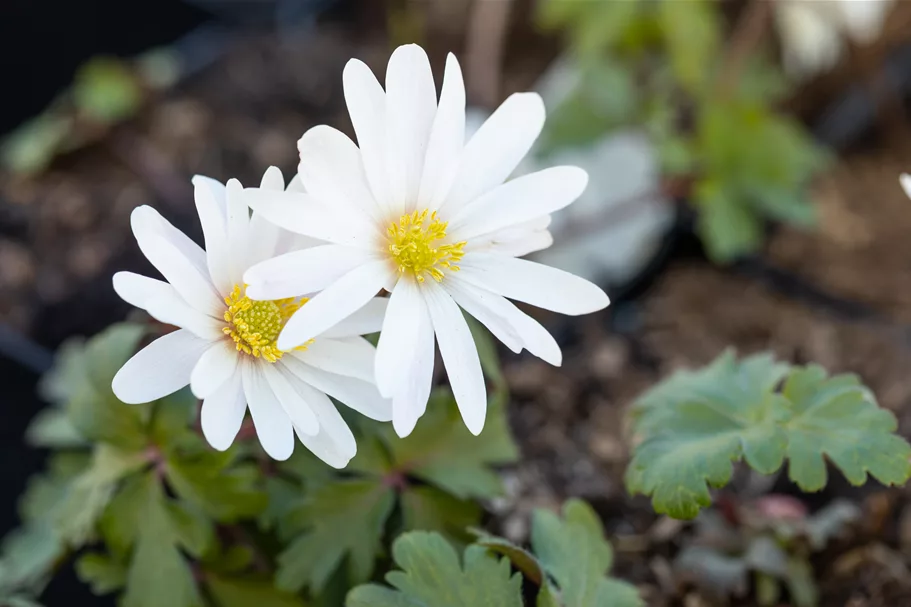 Anemone blanda 'White Splendour'