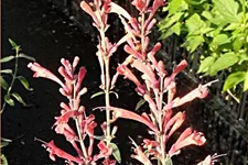 Agastache barberi 'Firebird'
