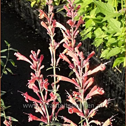 Agastache barberi 'Firebird'