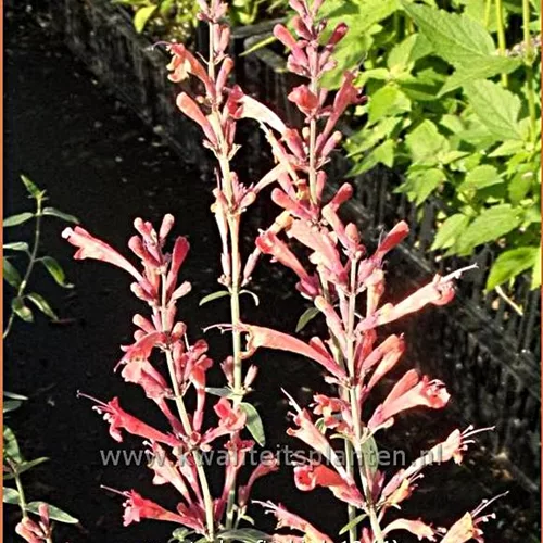 Agastache barberi 'Firebird'