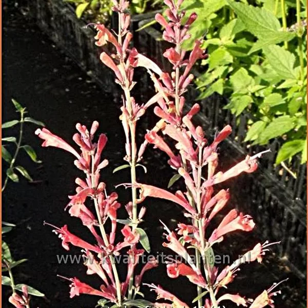 Agastache barberi 'Firebird'