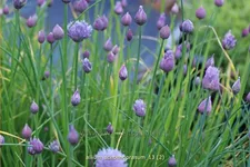 Allium schoenoprasum