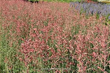 Agastache barberi 'Firebird'