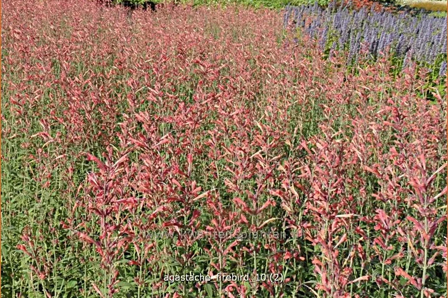 Agastache barberi 'Firebird'