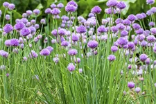 Allium schoenoprasum