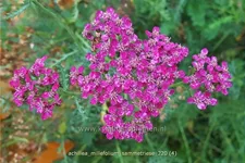 Achillea millefolium 'Sammetriese'