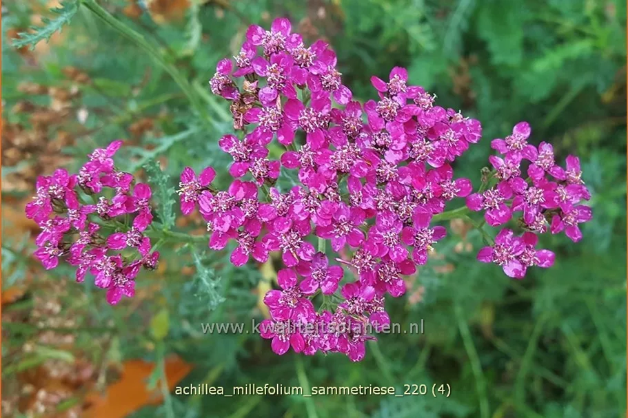 Achillea millefolium 'Sammetriese'