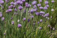 Allium schoenoprasum