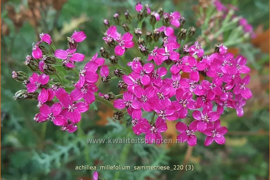 Achillea millefolium 'Sammetriese'