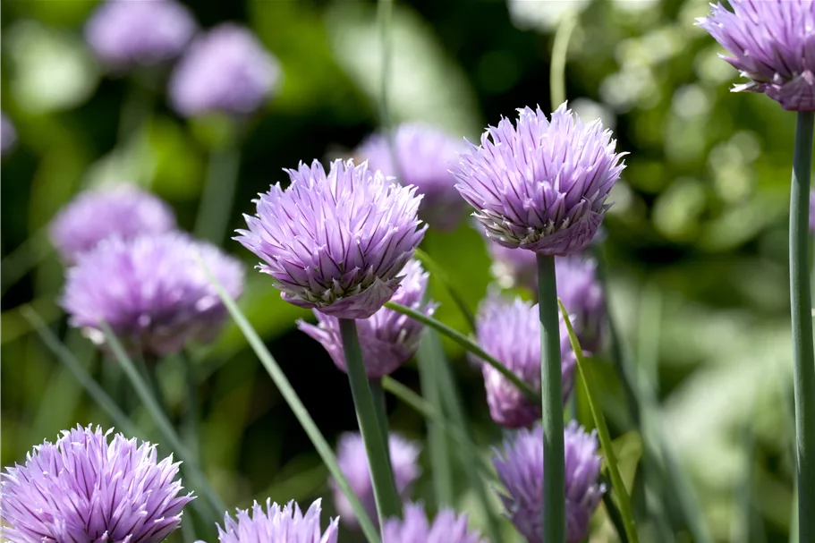 Allium schoenoprasum