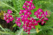 Achillea millefolium 'Sammetriese'
