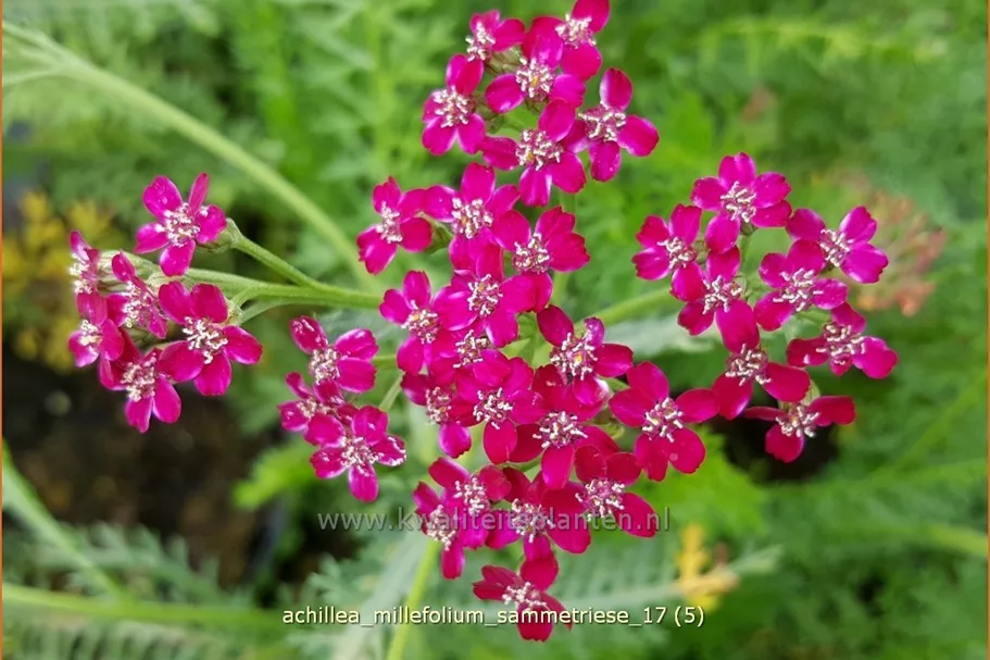 Achillea millefolium 'Sammetriese'