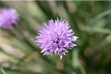 Allium schoenoprasum