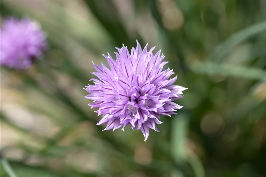 Allium schoenoprasum