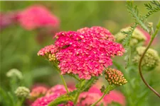 Achillea millefolium 'Sammetriese'