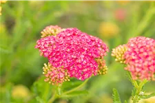 Achillea millefolium 'Sammetriese'