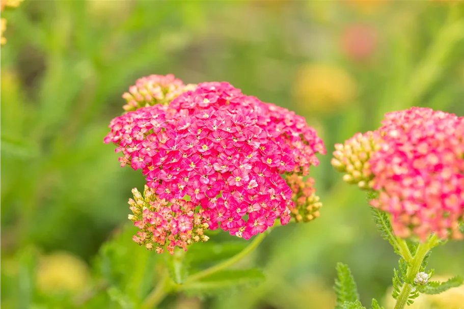 Achillea millefolium 'Sammetriese'