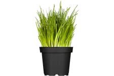 Allium schoenoprasum